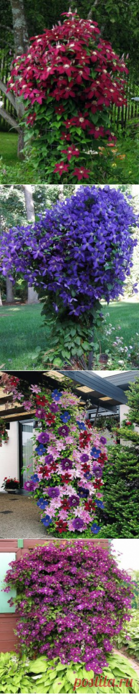 (31) Одноклассники