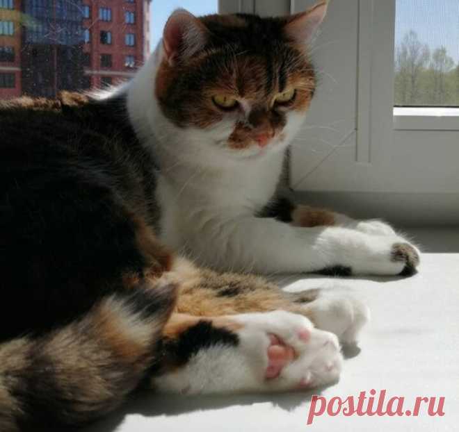 Все кошки – большие лежебоки, а наша Милана – больше всех | О кошках и не только | Яндекс Дзен