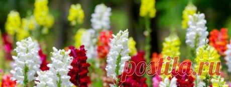 Цветы, размножающиеся самосевом