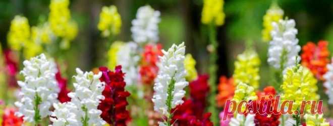 Цветы, размножающиеся самосевом