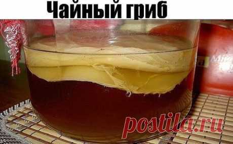 Чайный гриб -интересное о нём,  как самим вырастить,  как ухаживать  и как применять для здоровья.