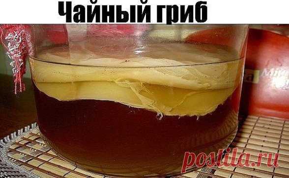 Чайный гриб -интересное о нём,  как самим вырастить,  как ухаживать  и как применять для здоровья.
