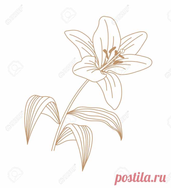 Lily Flower Vector Outline Art Ilustraciones Vectoriales, Clip Art Vectorizado Libre De Derechos. Image 157231060.