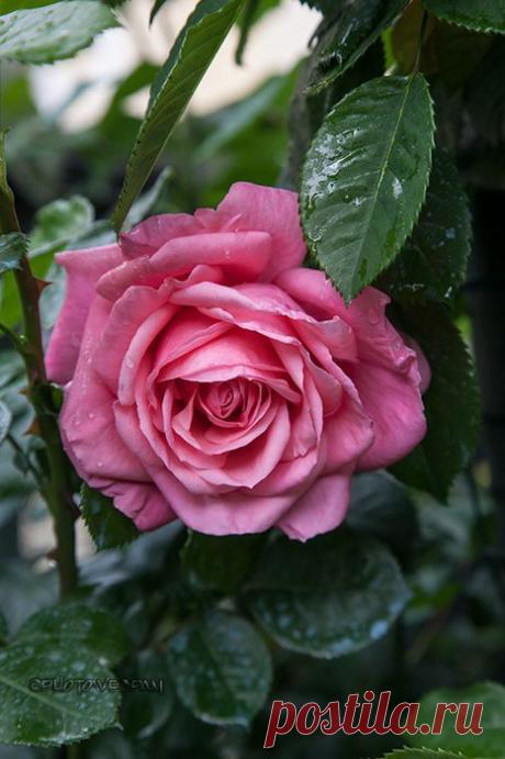 'Queen Elizabeth ' Rose Photo
