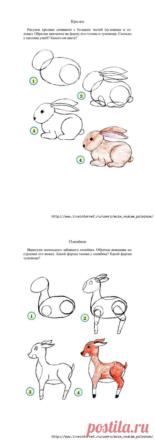 Рисуем животных, птиц, насекомых, рыб поэтапно