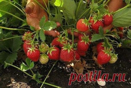 Как правильно пересадить клубнику: 
 
Для пересадки клубники необходимо брать молодые растения, так как старые не будут плодоносить. Оптимальный вариант – молодые кустики-двухлетки. Также можно пересадить однолетки, выросшие из усов. Но тогда нужно взять только тот куст, который растет от самого первого уса. Его корневая система развита лучше, а, значит, он имеет больше шансов прижиться. С последующих усов также можно взять кусты для пересадки, но многие из них не приживутся. 
Пересаживаем клубн