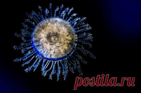 Порпиты (лат. Porpita porpita). Туловище этих морских обитателей выглядит изящно и вместе с тем необычно: в центре располагается плоский золотисто-коричневый поплавок диаметром около 2,5 сантиметров, от краев которого отходит множество полупрозрачных щупалец.

Photographie: Philippe Wagneur ©