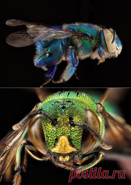 Macro Bee Portraits by Sam Droege and the USGS Bee Inventory and Monitoring Lab | Colossal