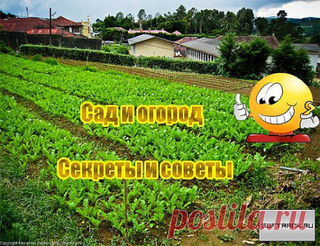 Хитрости для садоводов и огородников