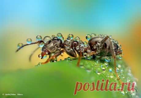 Шедевр макросъемки