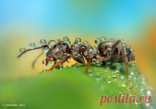 Шедевр макросъемки