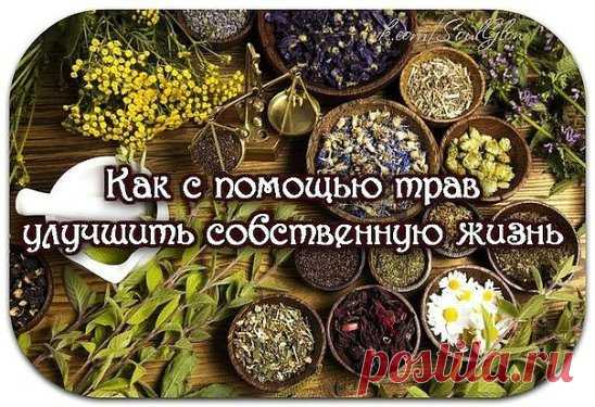 КАК С ПОМОЩЬЮ ТРАВ УЛУЧШИТЬ СОБСТВЕННУЮ ЖИЗНЬ. СОВЕТЫ ШАМАНА 
 
Травы — это самая древняя в мире целительная сила. Как с помощью элементарной ботаники улучшить собственную жизнь, советует шаман. 
 
 Отпугнуть завистников и недоброжелателей 
 
Если на работе у вас не слишком хороший коллектив, то на вас постоянно идут импульсы зависти и злобы. Защититься от них можно с помощью можжевельника. Поставьте на стол можжевеловый предмет. Можжевельник — мощное бесогонное растение. Он источает чудесный а