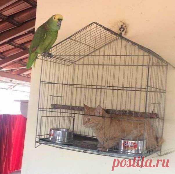Подборка смешных картинок и забавных фото приколов для улыбки и веселья ( 11 фото ) | Краше Всех