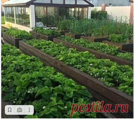 Пoдкapмливaйтe клyбникy тaким oбpaзoм и пoлyчитe кpyпныe ягoды! 🍓🍓🍓