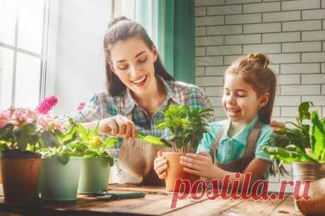 Желтые листья комнатных растений: причины и методы борьбы