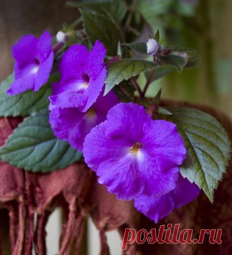 Ахименесы: виды и правила ухода