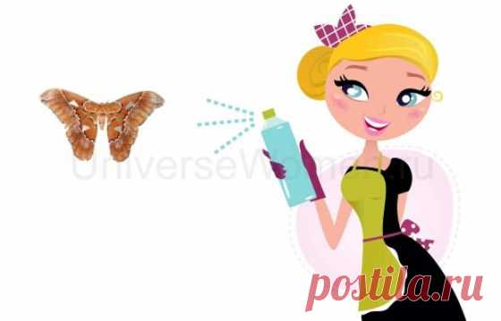 Как избавиться от моли в квартире / UniverseWomen.ru - Вселенная Женщин
