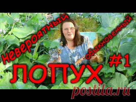 Невероятный обыкновенный лопух #1