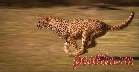Гепард: чем ему пришлось пожертвовать ради того, чтобы стать самым быстрым животным на Земле / Флора и фауна / iXBT Live