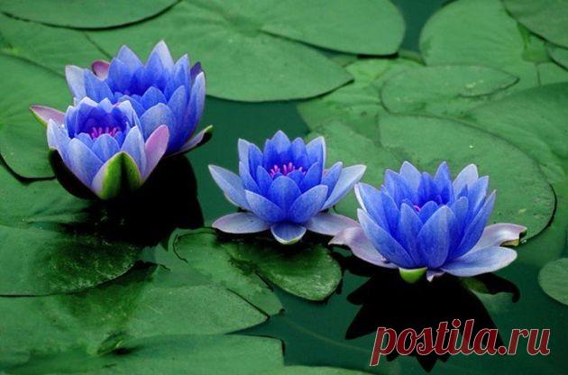 Необычные цветы, топ 11 невероятных растений