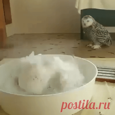 Чистюля белоснежка.