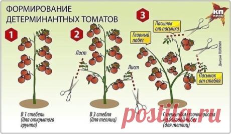 ПОМИДОРНАЯ НАУКА. ВАРИАНТЫ ФОРМИРОВАНИЯ ТОМАТНЫХ КУСТОВ
Разбираемся с разными вариантами формирования томатных кустов
Как получить хороший урожай?
Когда читаешь статьи о пасынковании томатов, кажется, что они написаны на китайском языке. Вот, к примеру: «детерминантные томаты формируют с переводом точки роста на боковой побег». Буквы вроде русские, а смысл уловить практически невозможно. Нет, специалист, конечно, сразу поймет, о чем речь, а вот рядовые дачники пребывают в недоумении. Что дела