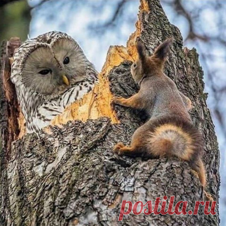 Photo shared by Carole Tanenbaum on September 25, 2020 tagging @owl_lovers801.