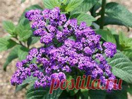 Гелиотроп, Heliotropium - домашние растения