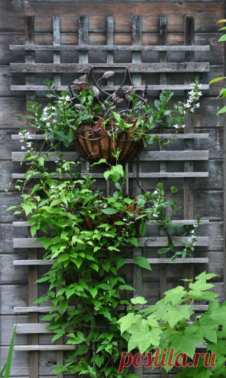 Three Dogs in a Garden: 10 Great Ways to Dress up a Wall or Fence