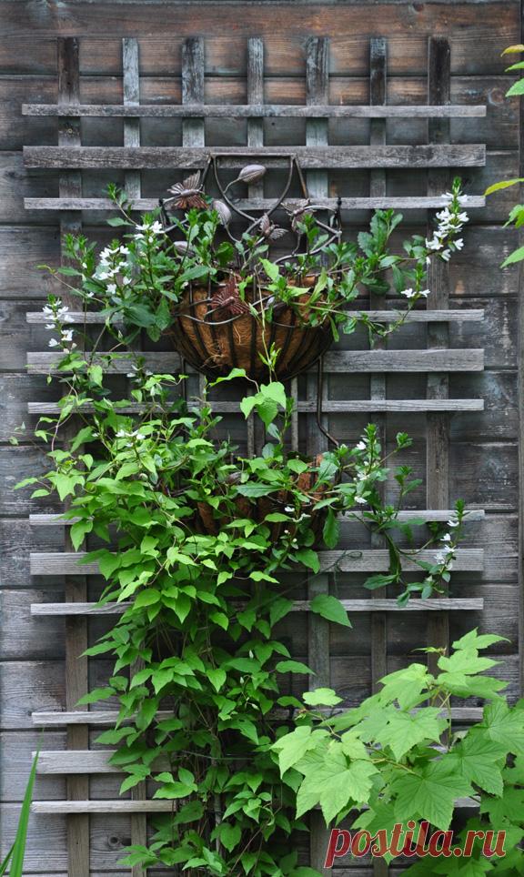 Three Dogs in a Garden: 10 Great Ways to Dress up a Wall or Fence