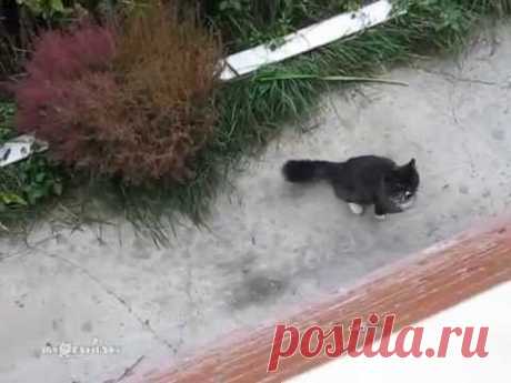 The Return of the Cat / Возвращение кота - YouTube