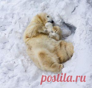 Зверомашка, всякое разное зверье наше