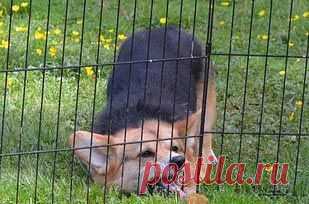 22 собаки, чья глупость рассмешит до слёз / Питомцы