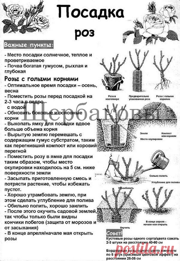 Саженцы роз Pllanta | Санкт-Петербург СПБ