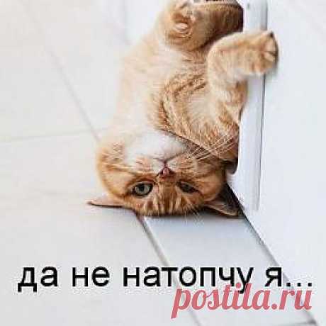 Питомцы