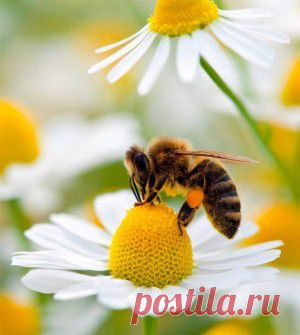 Вальдорфские куклы. Мастер-класс от Алены Василь.