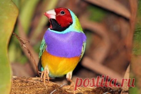 119727279_3.jpg (604×403)гульдова амадина