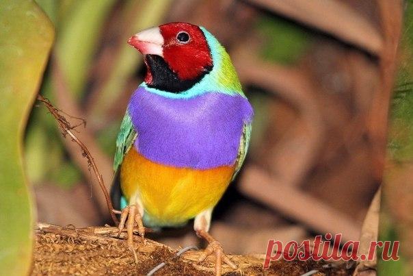 119727279_3.jpg (604×403)гульдова амадина