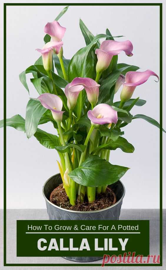 Calla is part of the special-shaped lily species of lily, even though a mystery aura has been created around it. Over time, this flower has been associated with important life events, such as…