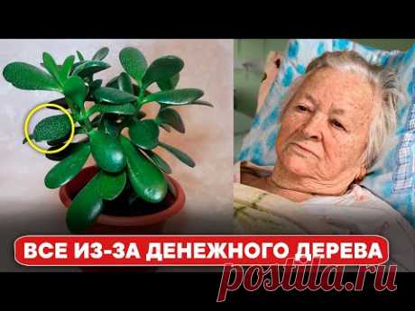 Многие держат в квартире ДЕНЕЖНОЕ ДЕРЕВО. Но они даже не догадываются что оно творит с телом