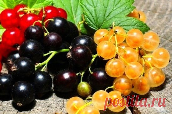 ПРАВИЛЬНЫЙ УХОД ЗА СМОРОДИНОЙ