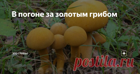 В погоне за золотым грибом Есть грибы, о которых все читали, но мало кто встречал. И такая находка способна изменить человека...