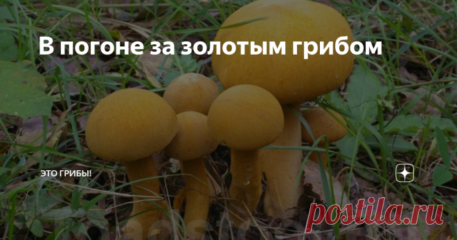В погоне за золотым грибом Есть грибы, о которых все читали, но мало кто встречал. И такая находка способна изменить человека...