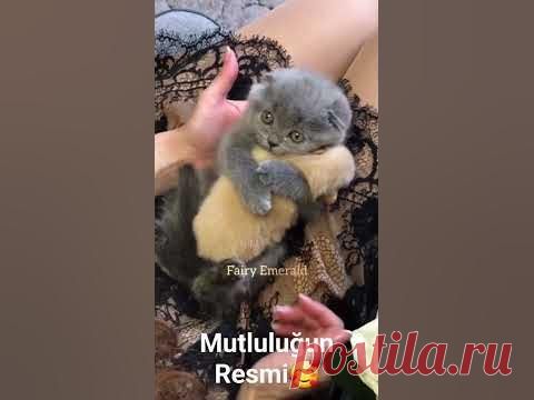Mutluluğun Resmi🥰 #shorts #pati #pet #pets #cat #dog #nature #keşfet #reels #viral #love @ndogaltv