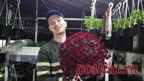 Размножаю ЦВЕТУЩУЮ ХРИЗАНТЕМУ. Результат!