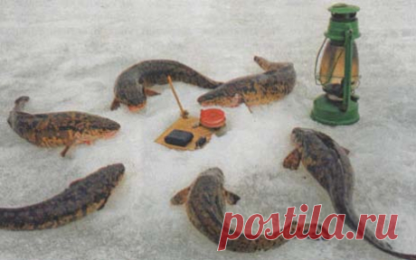 Самолов для налима - МирТесен