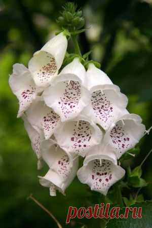 НАПЕРСТЯНКА