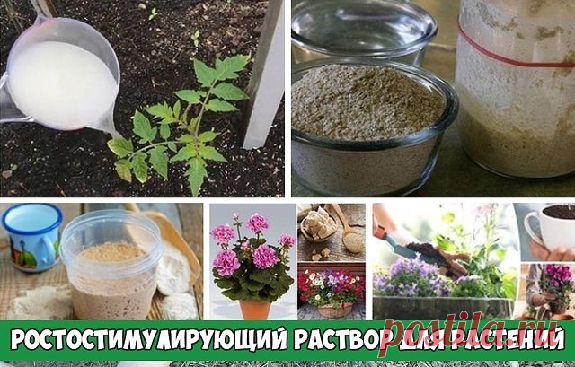 КАК СДЕЛАТЬ РОСТОСТИМУЛИРУЮЩИЙ РАСТВОР ДЛЯ РАСТЕНИЙ

Приготовить самим такой раствор очень просто!

Обыкновенные дрожжи выделяют для растений много полезных веществ, в том числе фитогормонов.

При проливе почвы дрожжевым экстрактом резко возрастает активность микроорганизмов, усиливается выделение углекислоты, происходит быстрая минерализация органики с выделением азота и фосфора.

Внесение 1%-ного дрожжевого настоя в почву эквивалентно внесению стандартной сезонной дозы п...