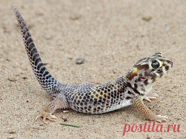 Сцинковый геккон (Teratoscincus scincus). Рептилии и амфибии Казахстана.