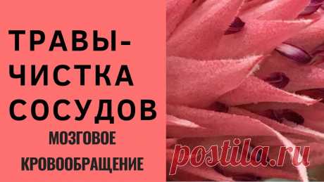 ТРАВЫ ДЛЯ ЧИСТКИ СОСУДОВ . УЛУЧШЕНИЕ МОЗГОВОГО КРОВООБРАЩЕНИЯ !